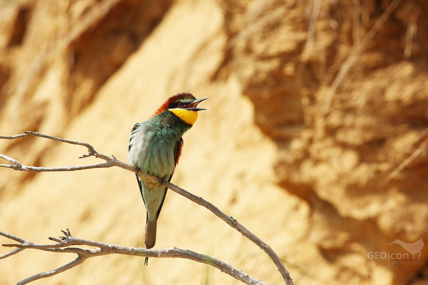 Bee-eater / vlha pestrá (Merops apiaster)