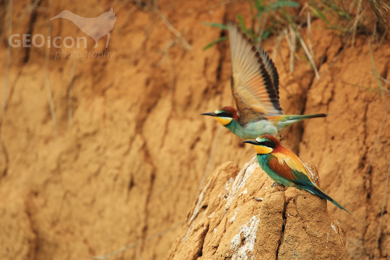 Bee-eater / vlha pestrá (Merops apiaster)