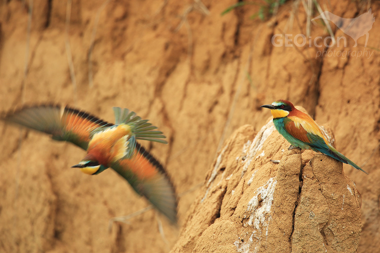 Bee-eater / vlha pestrá (Merops apiaster)