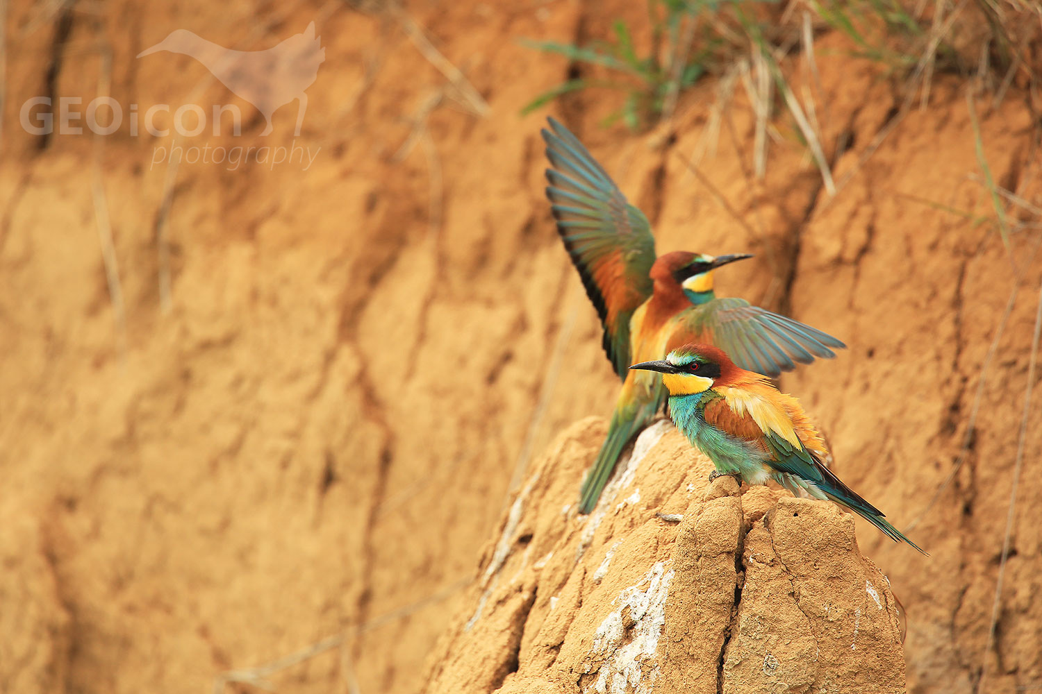 Bee-eater / vlha pestrá (Merops apiaster)