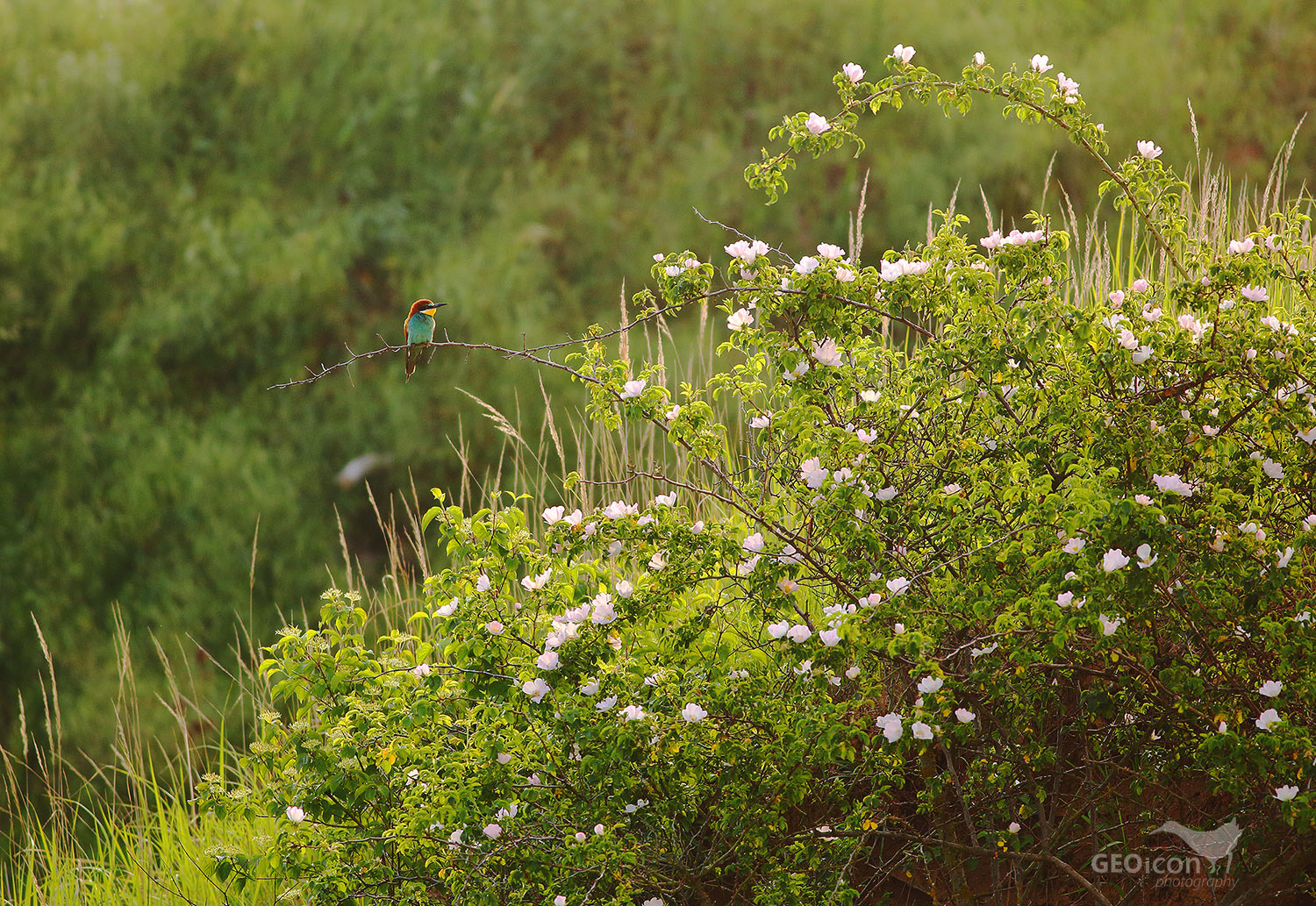 Bee-eater / vlha pestrá (Merops apiaster)