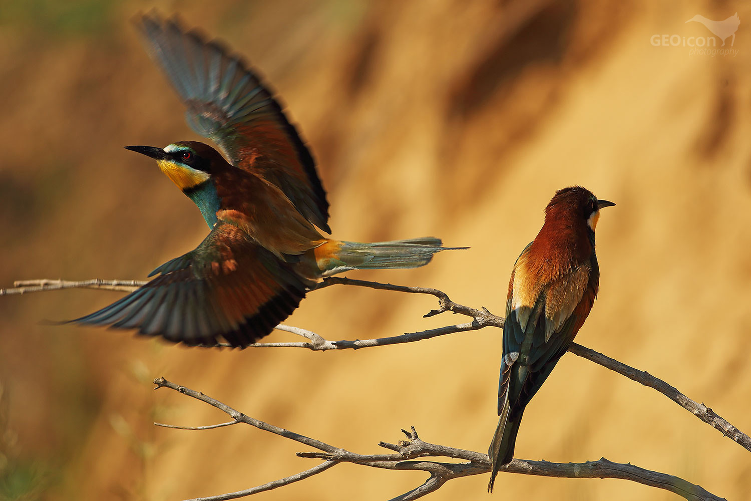 Bee-eater / vlha pestrá (Merops apiaster)
