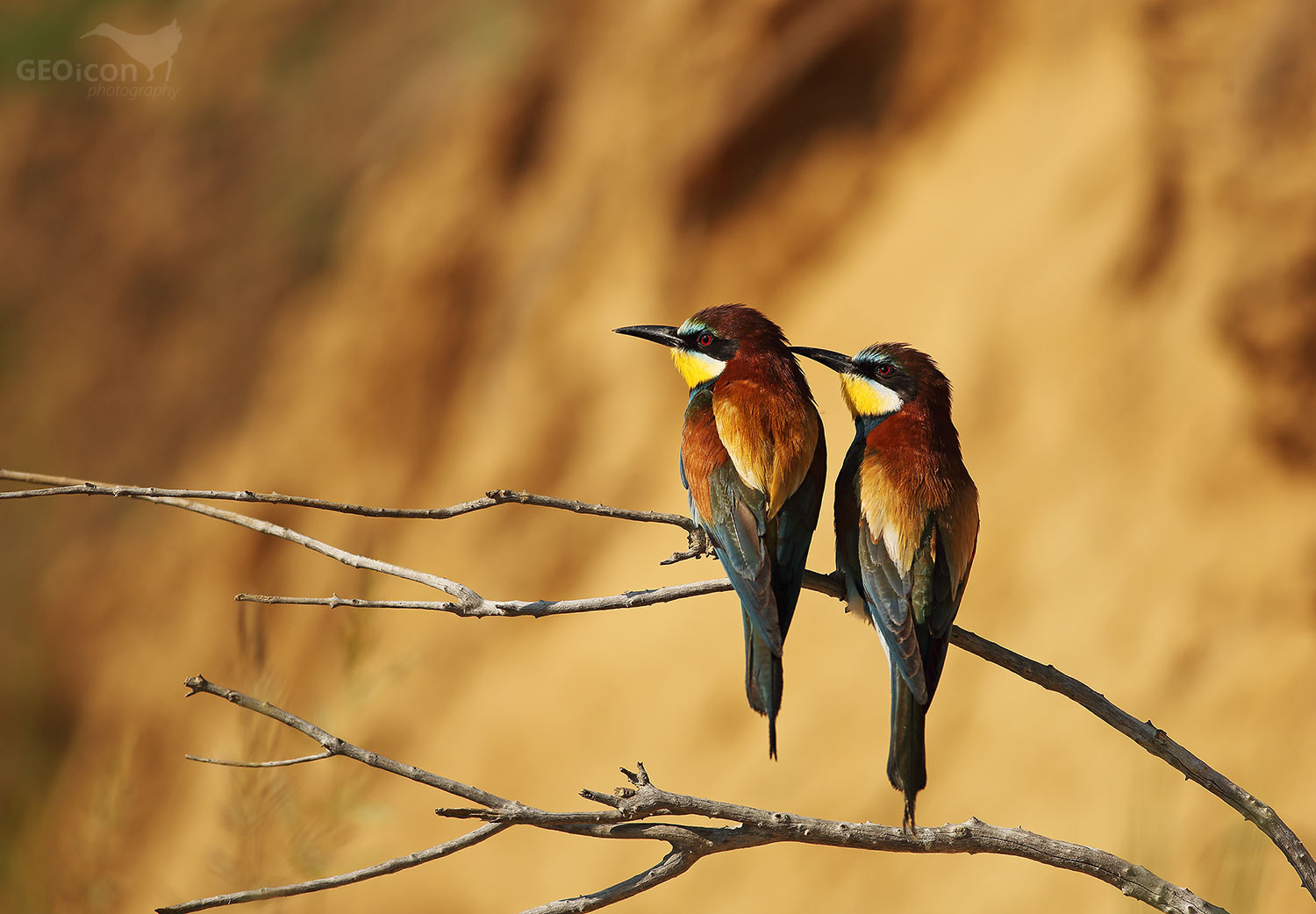 Bee-eater / vlha pestrá (Merops apiaster)