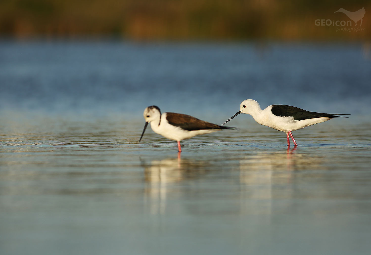 Black-winged Stilt / pisila čáponohá (Himantopus himantopus)