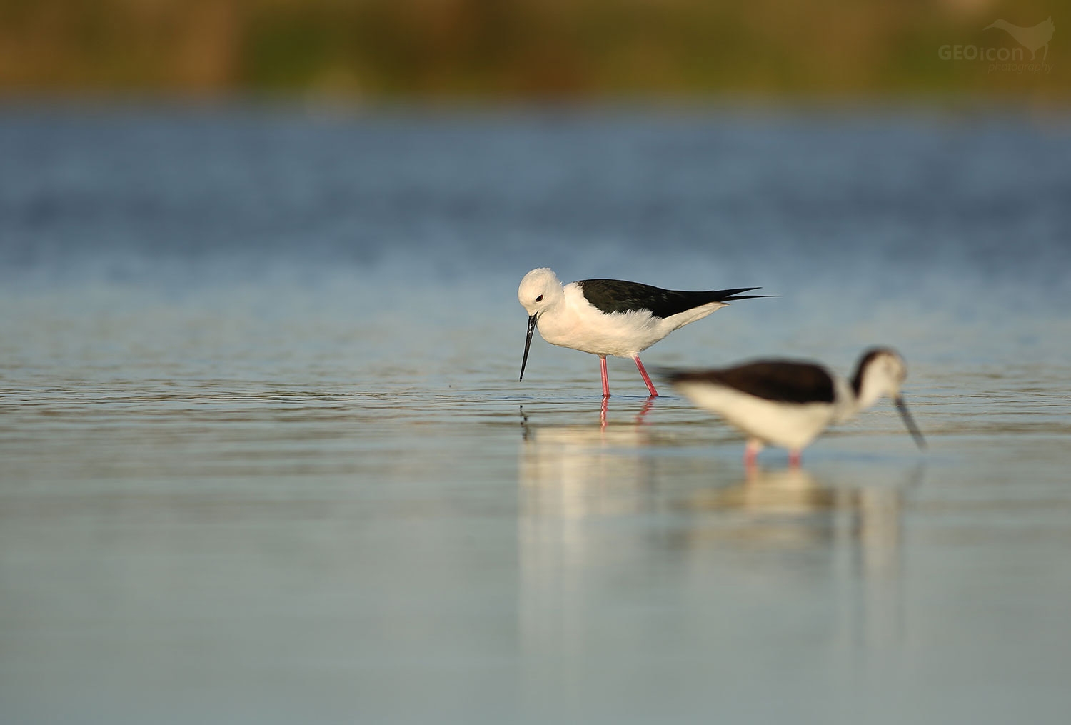 Black-winged Stilt / pisila čáponohá (Himantopus himantopus)