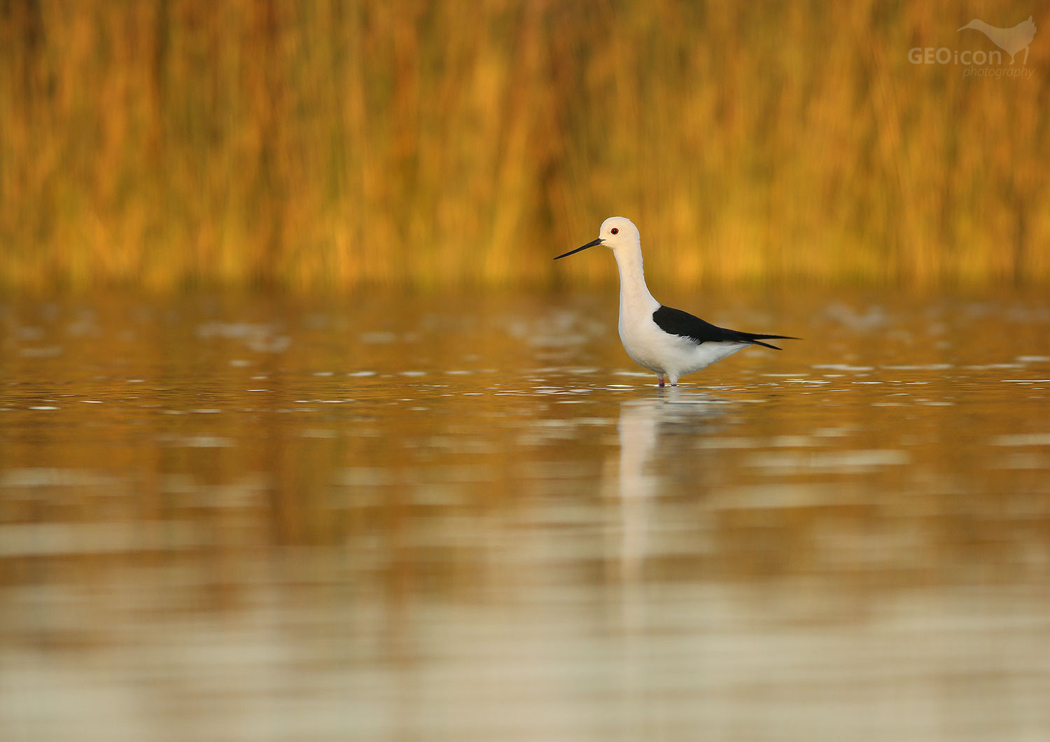 Black-winged Stilt / pisila čáponohá (Himantopus himantopus)