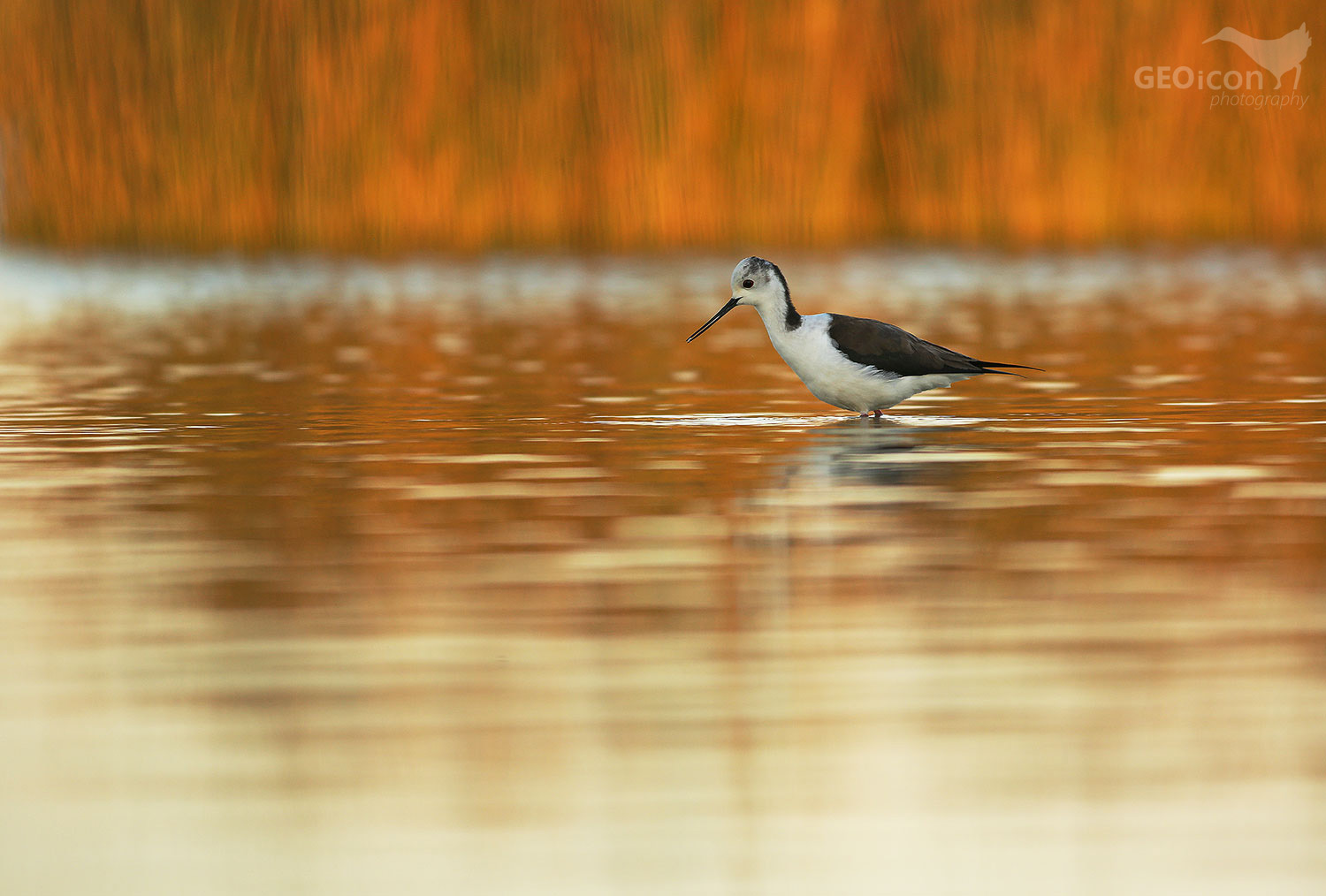 Black-winged Stilt / pisila čáponohá (Himantopus himantopus)