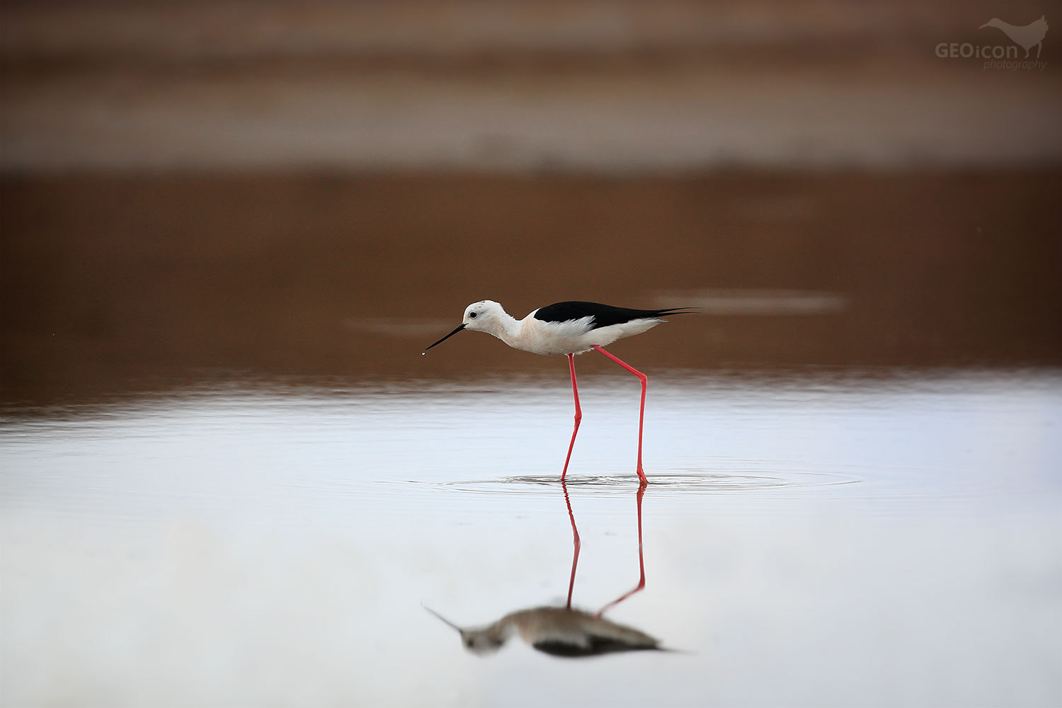 Black-winged Stilt / pisila čáponohá (Himantopus himantopus)