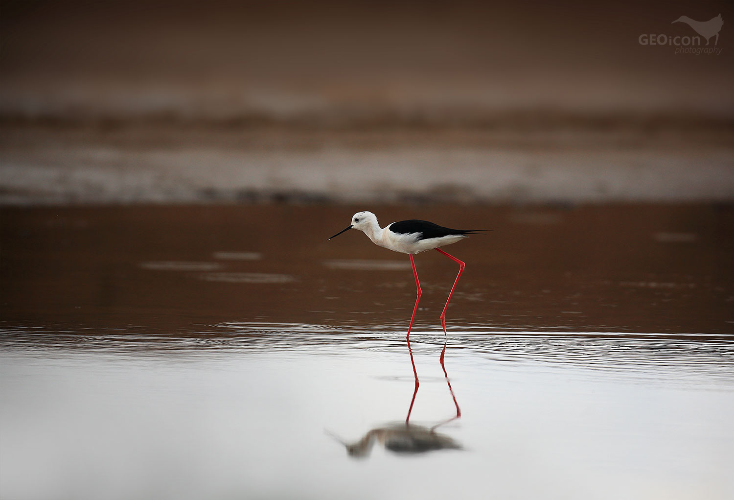 Black-winged Stilt / pisila čáponohá (Himantopus himantopus)