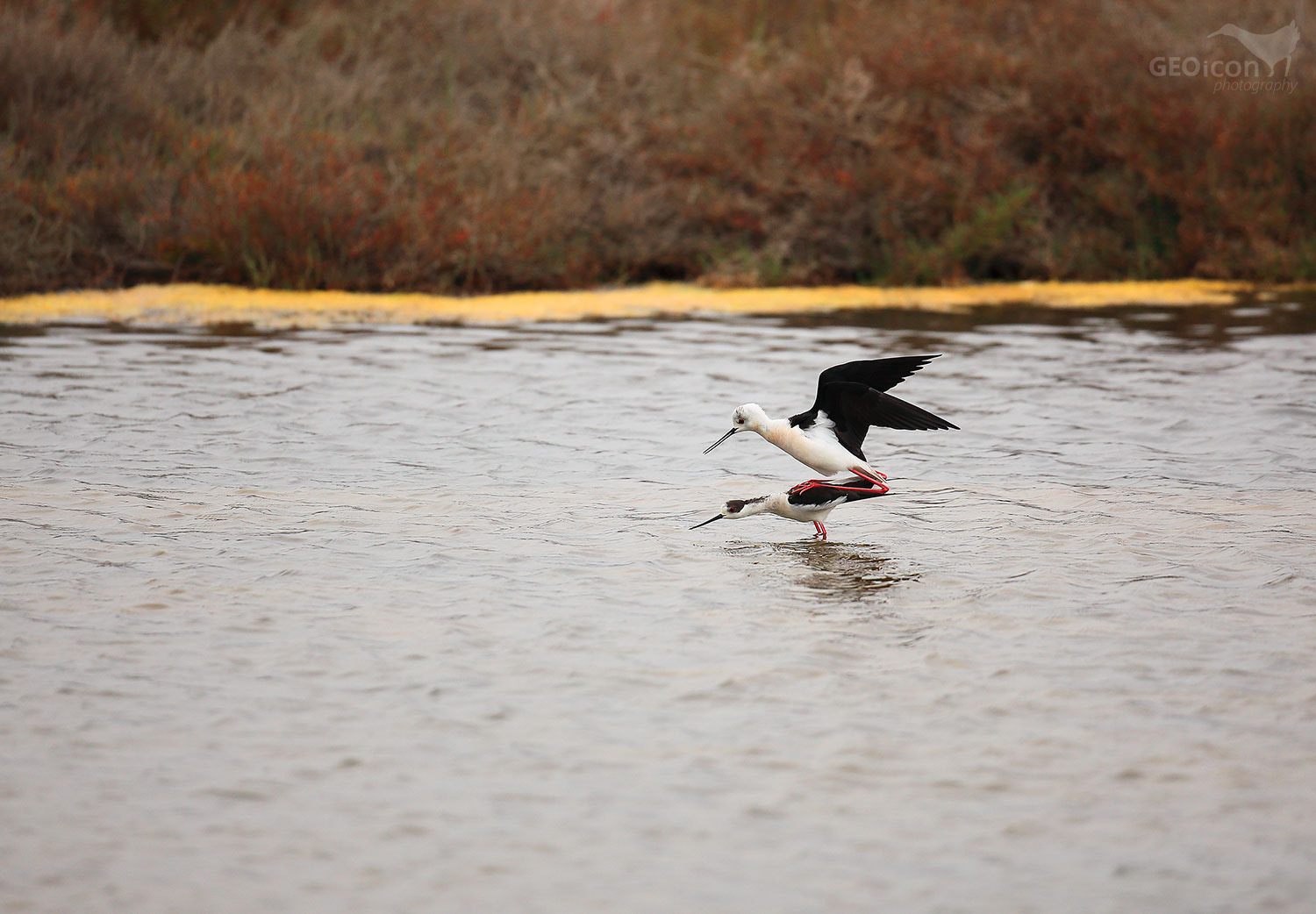 Black-winged Stilt / pisila čáponohá (Himantopus himantopus)