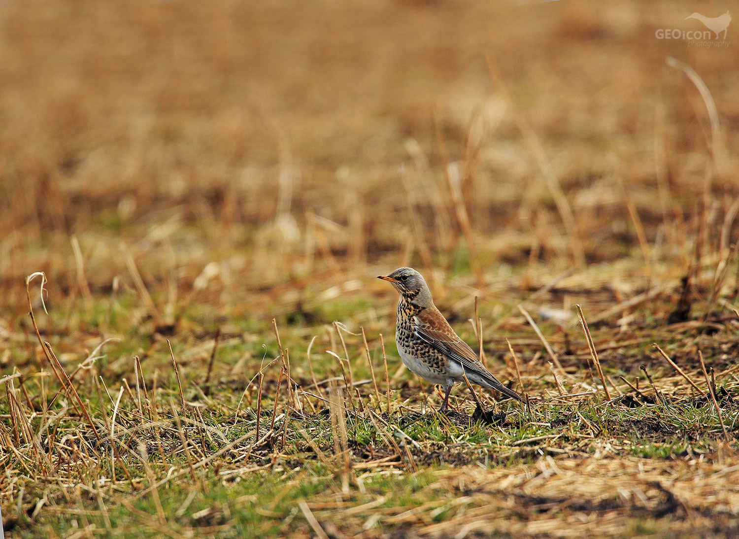 Fieldfare / drozd kvíčala (Turdus pilaris)
