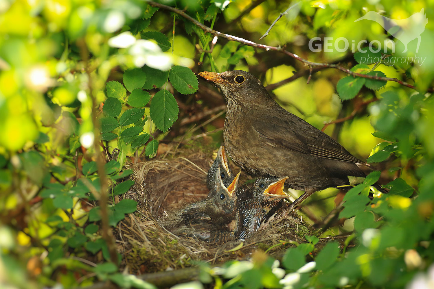 Blackbird / kos černý (Turdus merula)