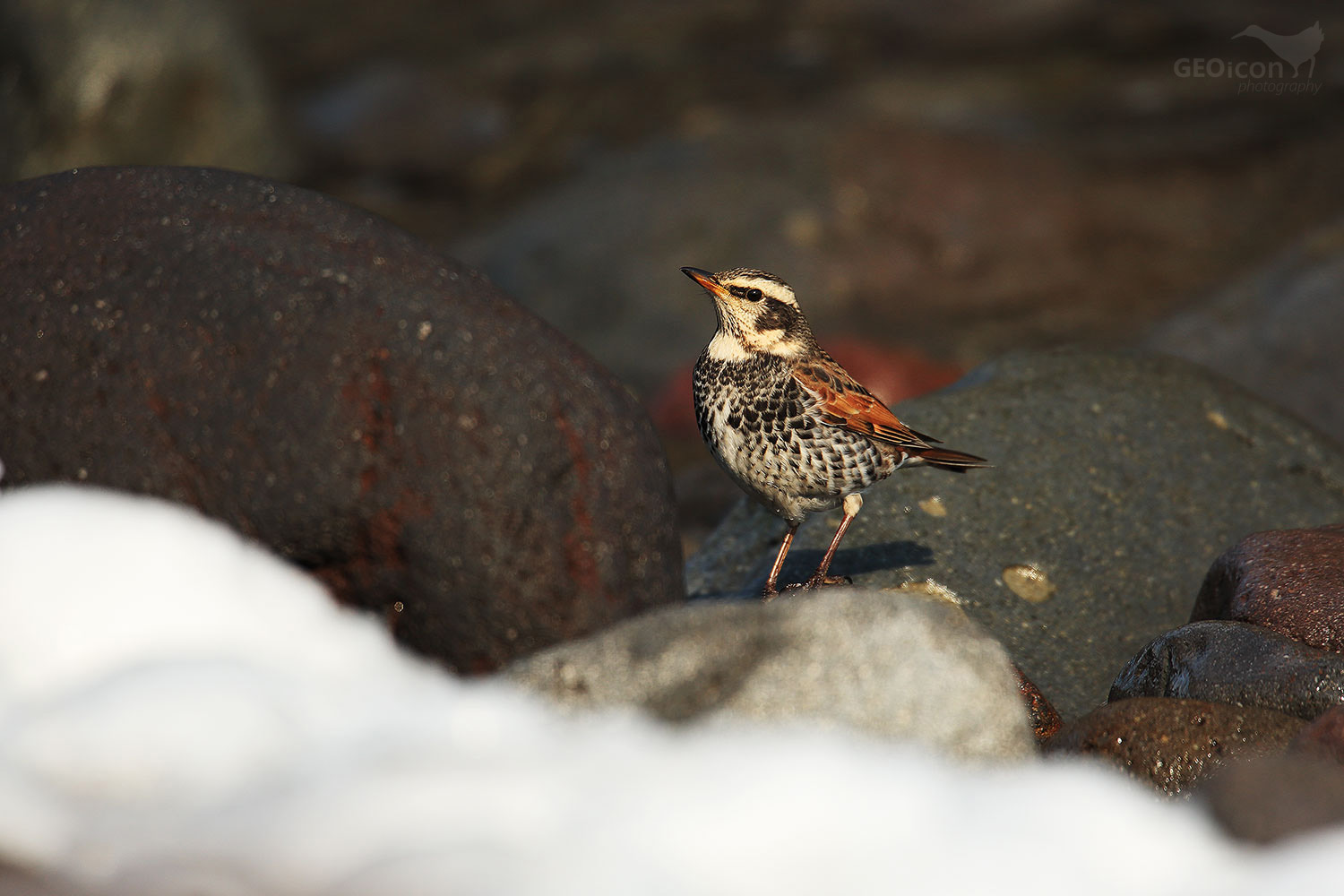 Naumann's thrush / drozd rezavý (Turdus Naumanni)