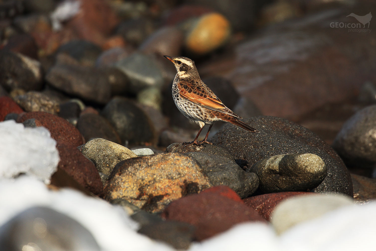 Naumann's thrush / drozd rezavý (Turdus Naumanni)