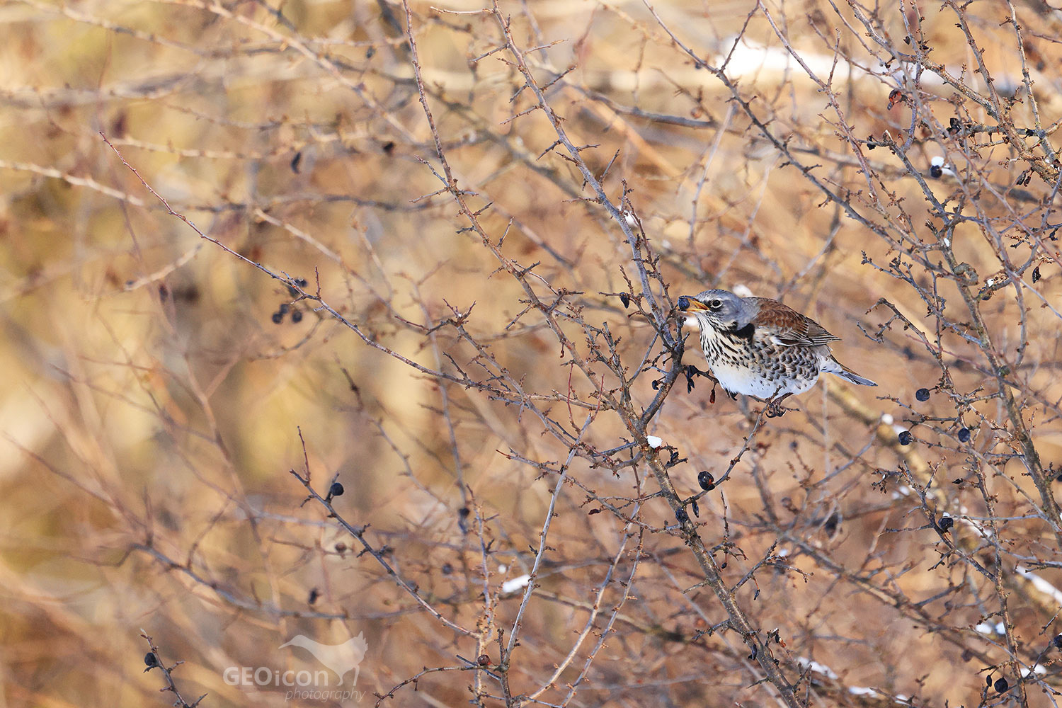 Fieldfare / drozd kvíčala (Turdus pilaris)
