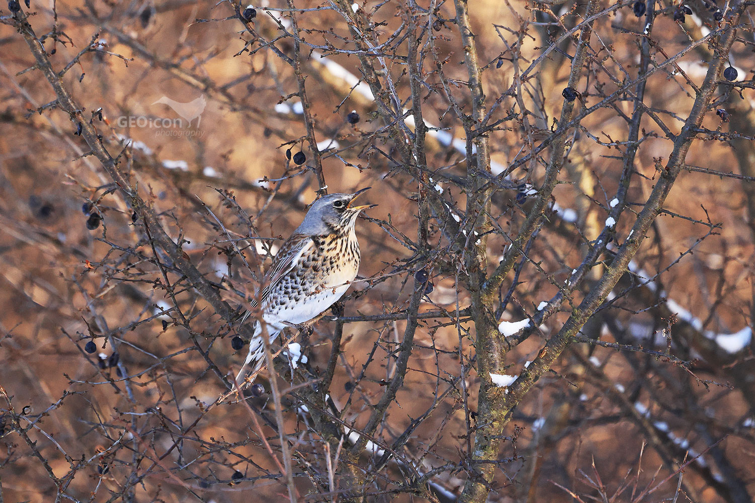 Fieldfare / drozd kvíčala (Turdus pilaris)