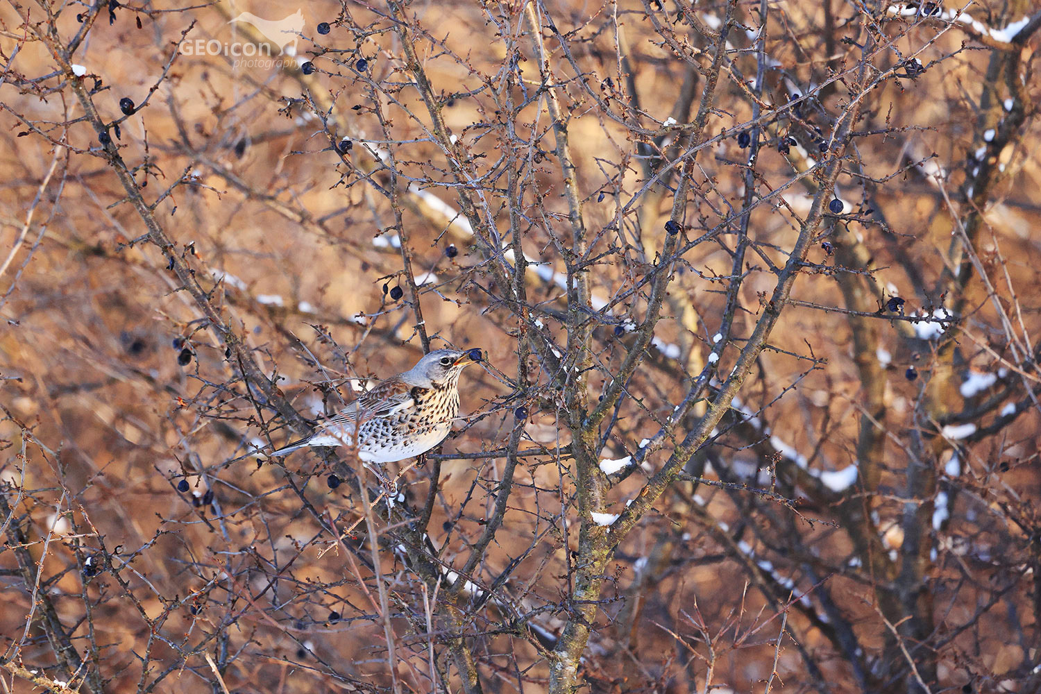 Fieldfare / drozd kvíčala (Turdus pilaris)