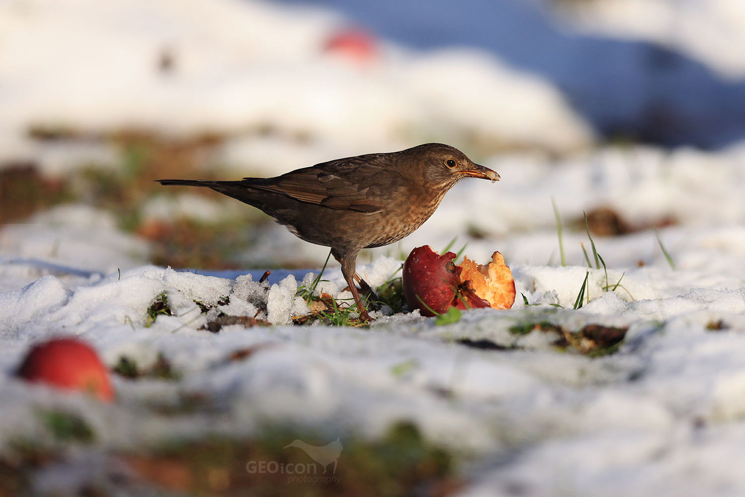 Blackbird / kos černý (Turdus merula)