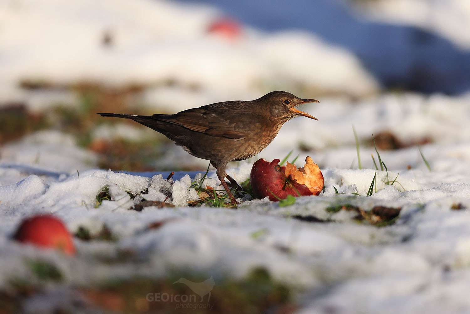 Blackbird / kos černý (Turdus merula)