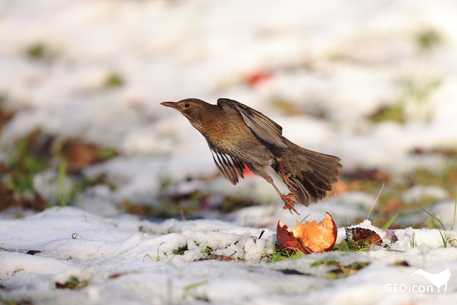 Blackbird / kos černý (Turdus merula)