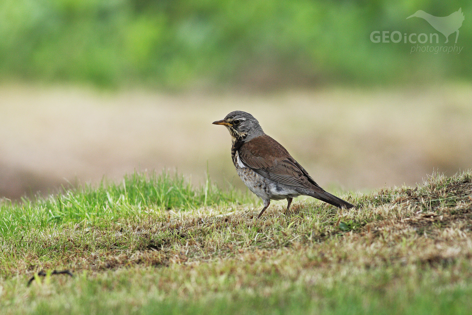 Fieldfare / drozd kvíčala (Turdus pilaris)