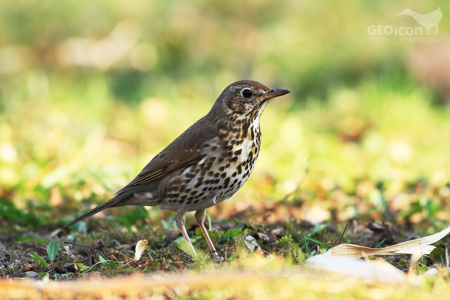 Song thrush / drozd zpěvný (Turdus philomelos)