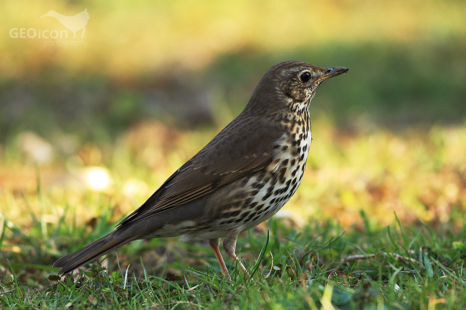 Song thrush / drozd zpěvný (Turdus philomelos)