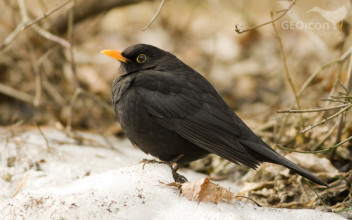 Blackbird / kos černý (Turdus merula)