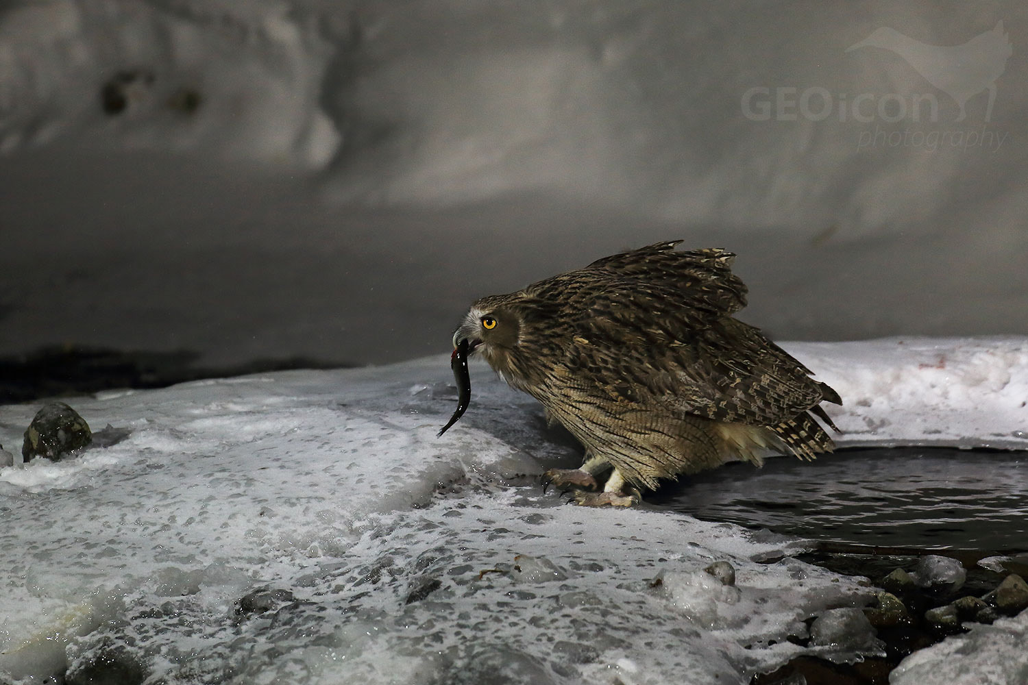 Blakiston´s fish owl / výr Blakistonův (Bubo Blakistoni)