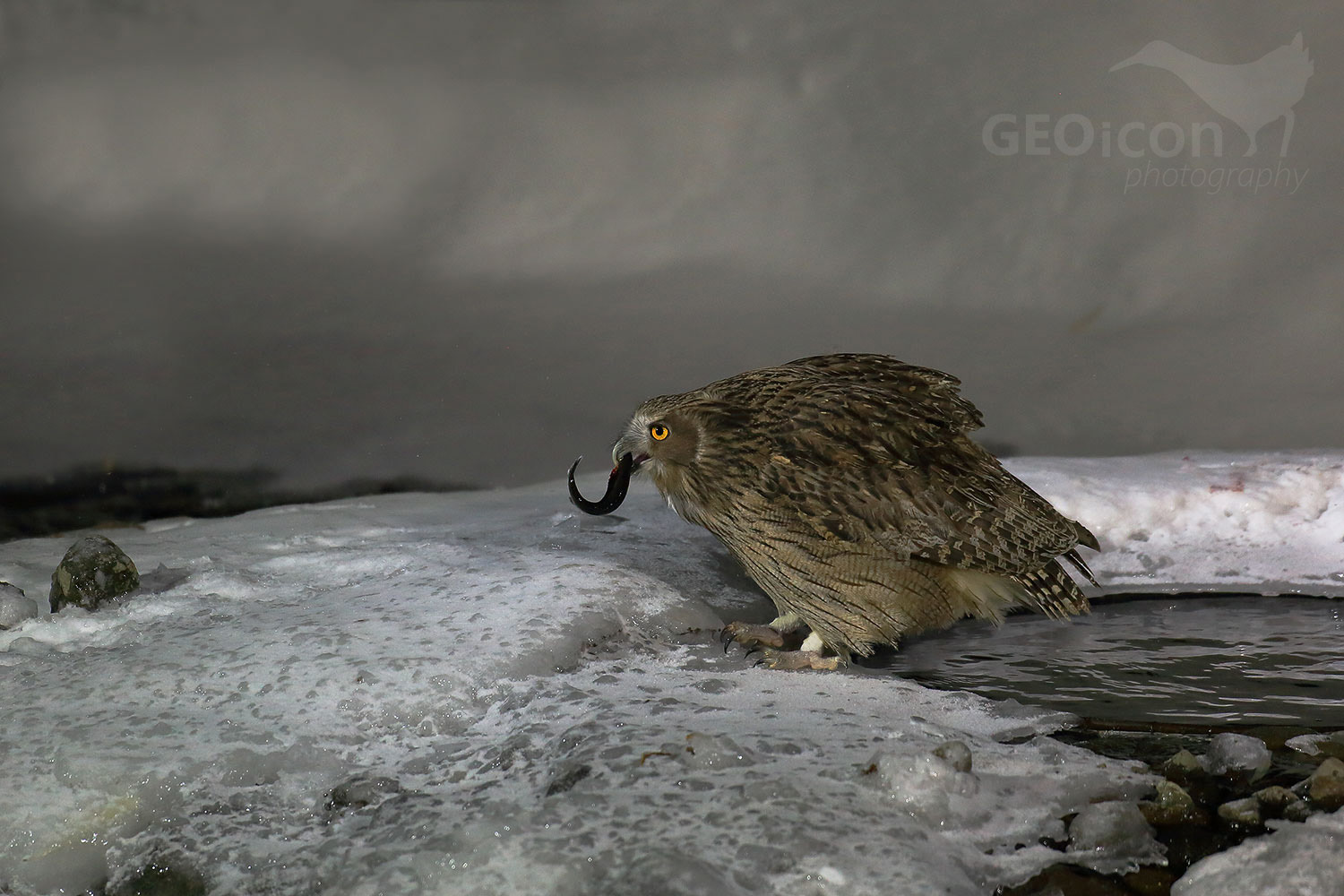 Blakiston´s fish owl / výr Blakistonův (Bubo Blakistoni)