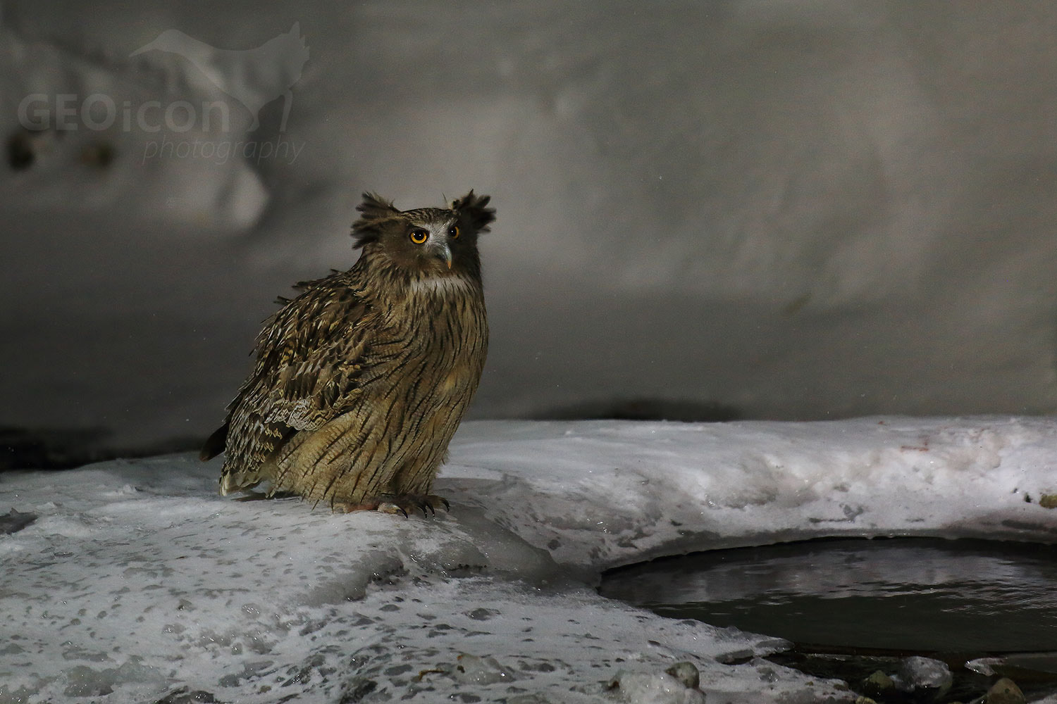 Blakiston´s fish owl / výr Blakistonův (Bubo Blakistoni)