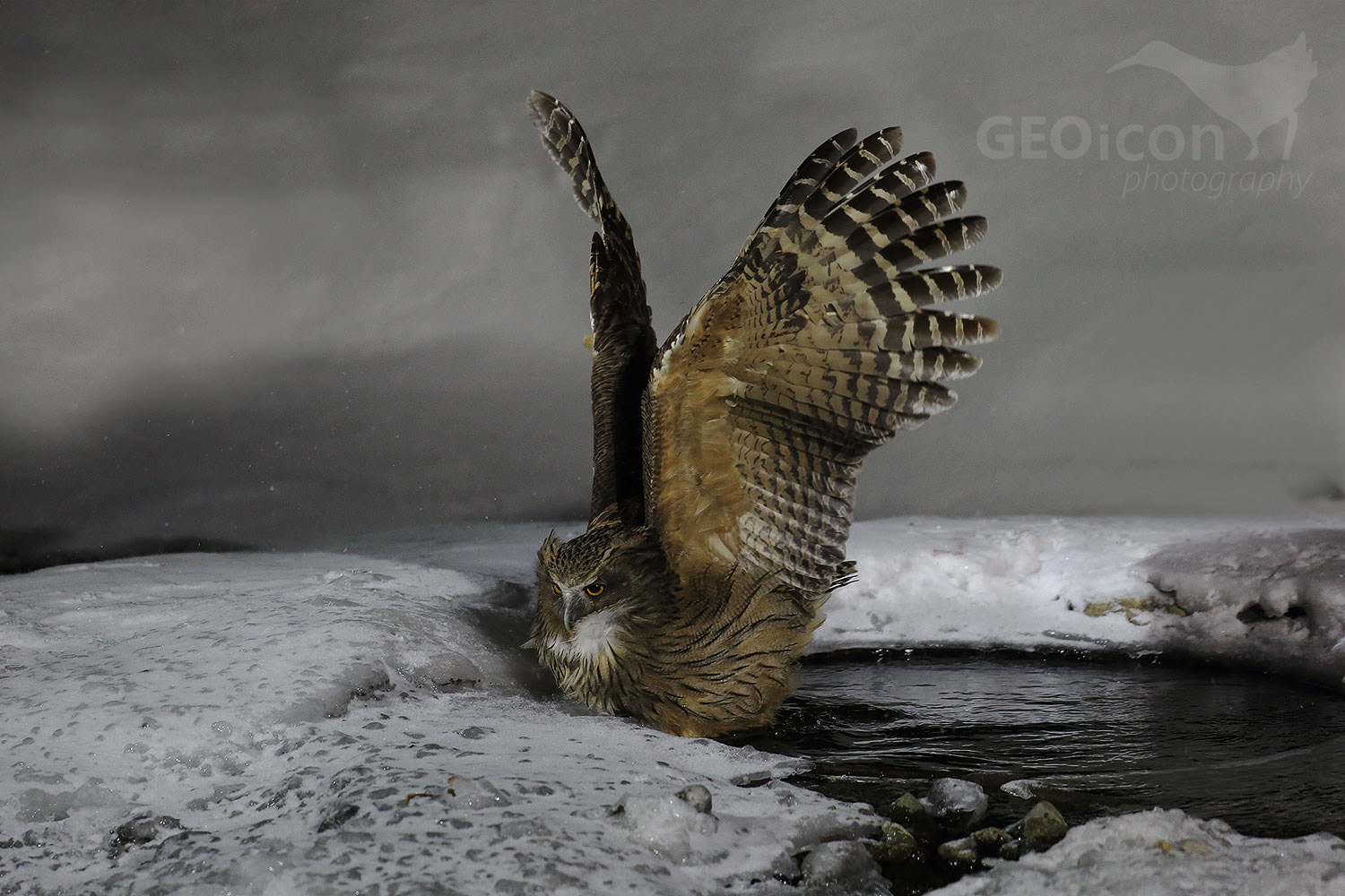 Blakiston´s fish owl / výr Blakistonův (Bubo Blakistoni)