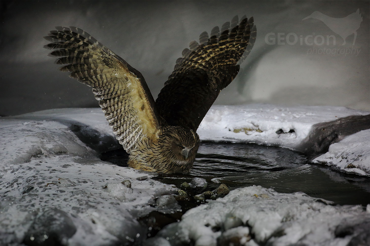 Blakiston´s fish owl / výr Blakistonův (Bubo Blakistoni)