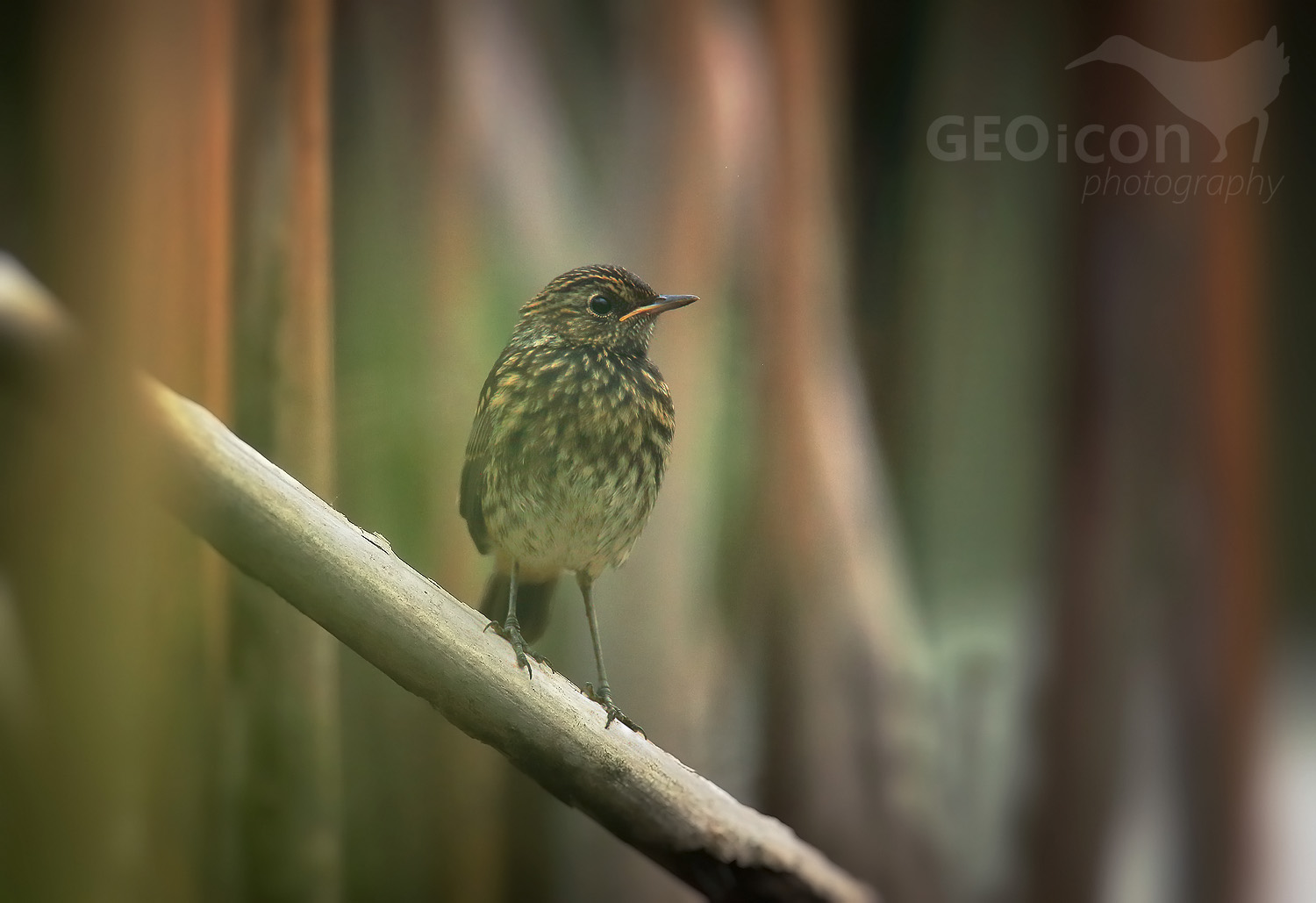 Bluethroat / slavík modráček (Luscinia svecica)