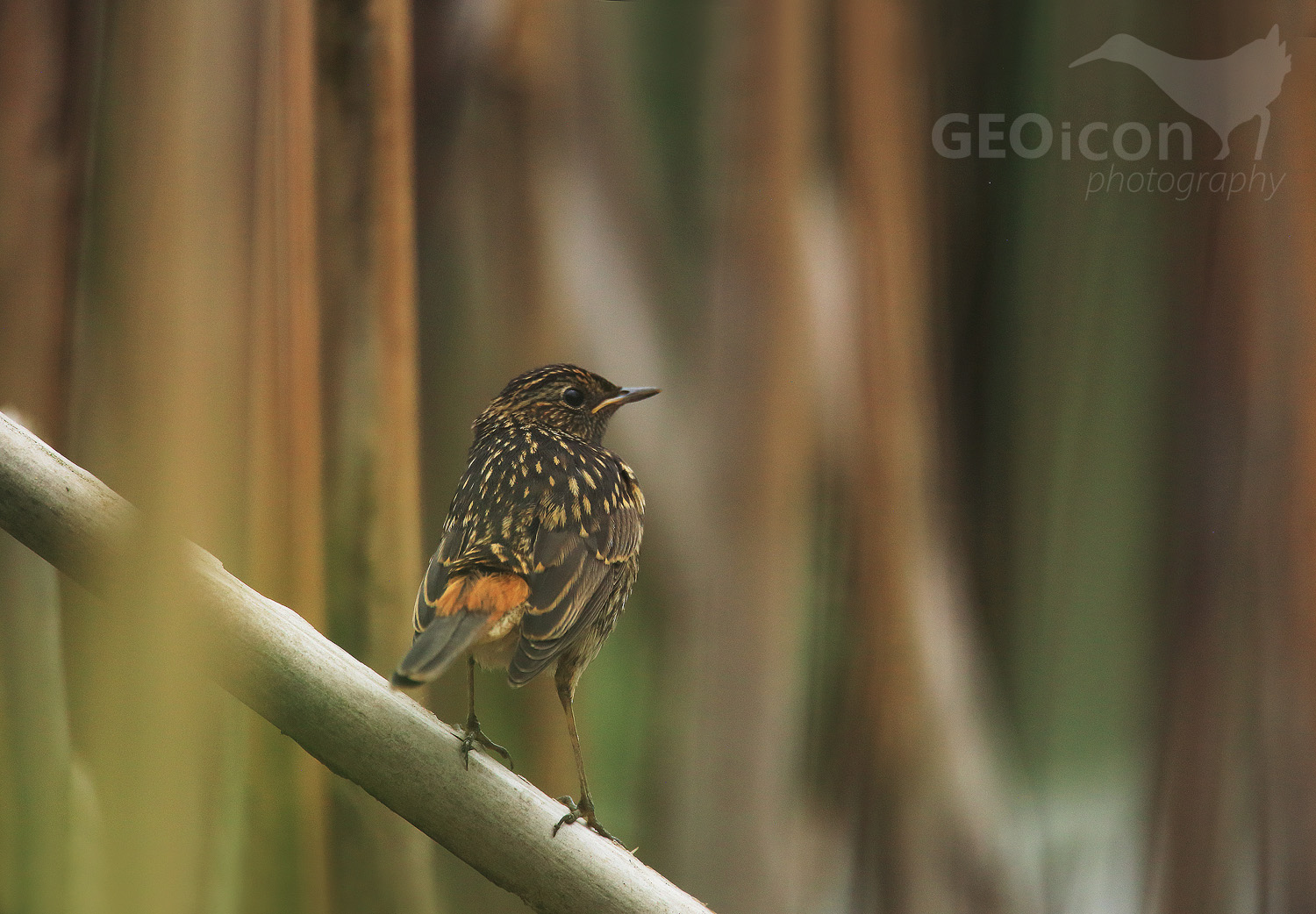 Bluethroat / slavík modráček (Luscinia svecica)