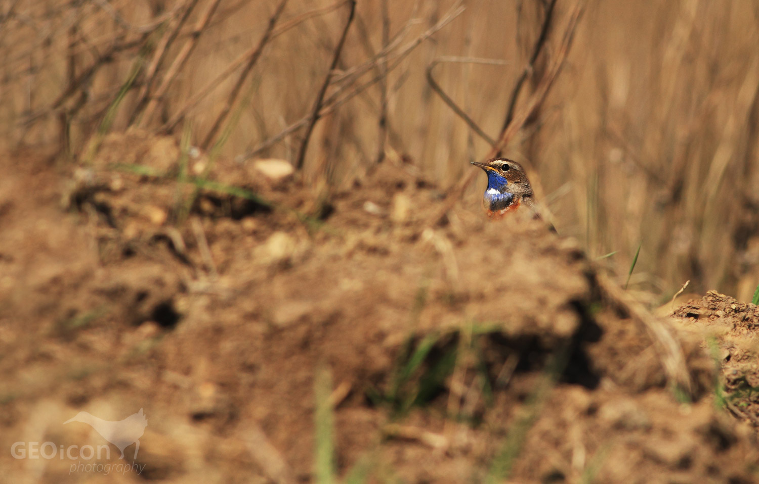Bluethroat / slavík modráček (Luscinia svecica)