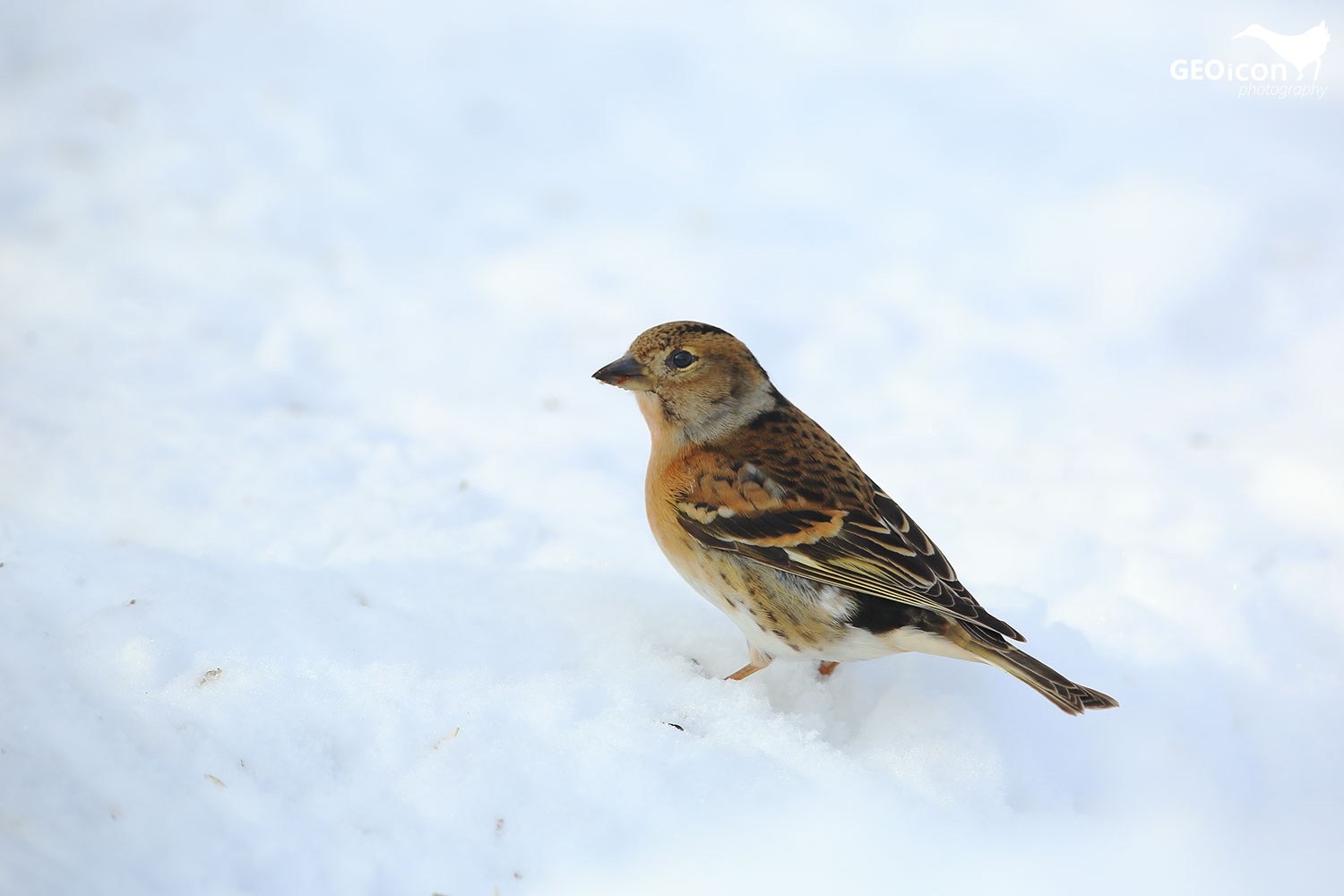 Brambling / pěnkava jíkavec (Fringilla montifringilla)