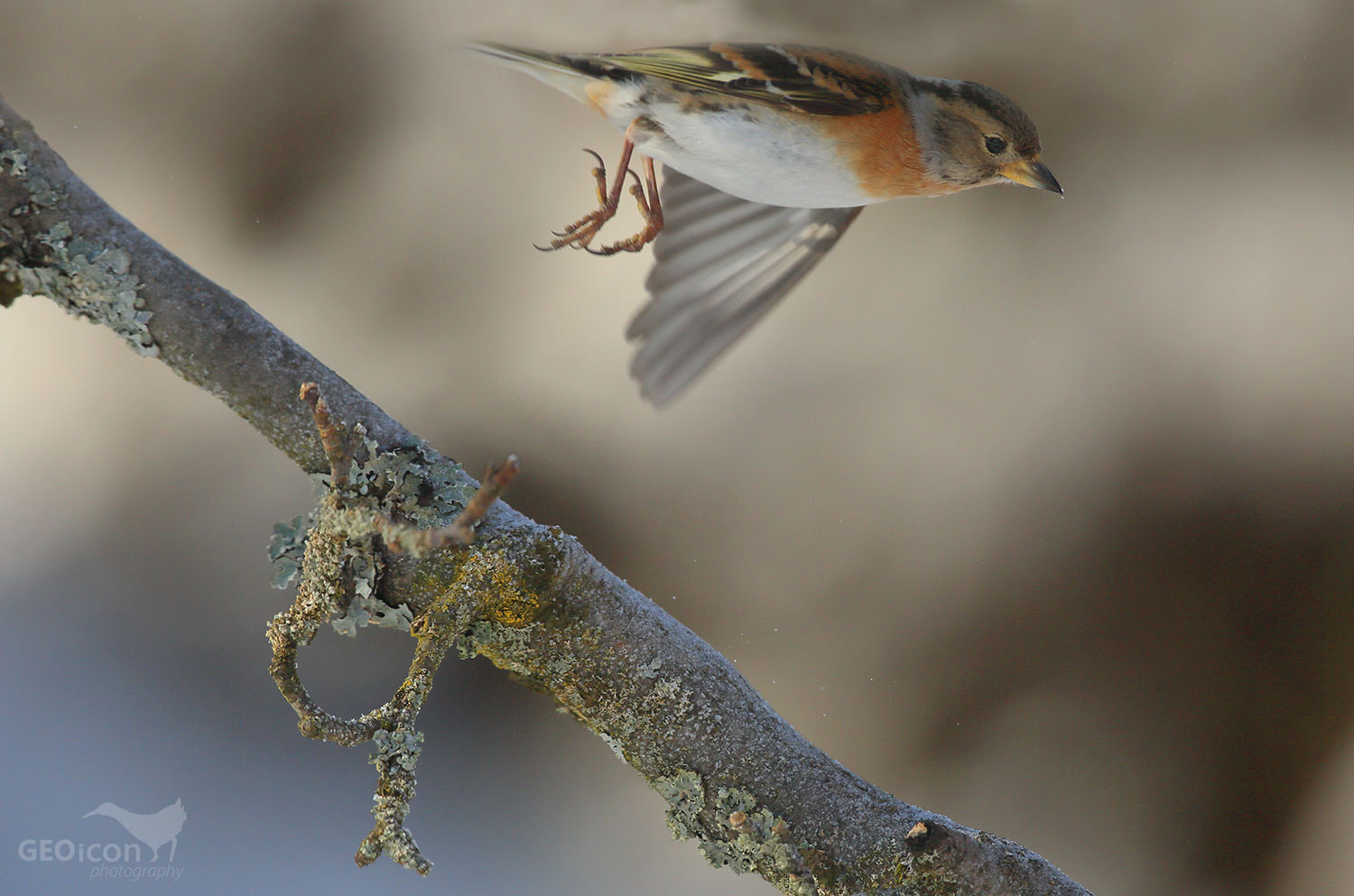 Brambling / pěnkava jíkavec (Fringilla montifringilla)