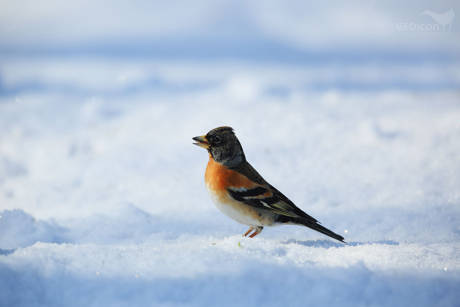 Brambling / pěnkava jíkavec (Fringilla montifringilla)