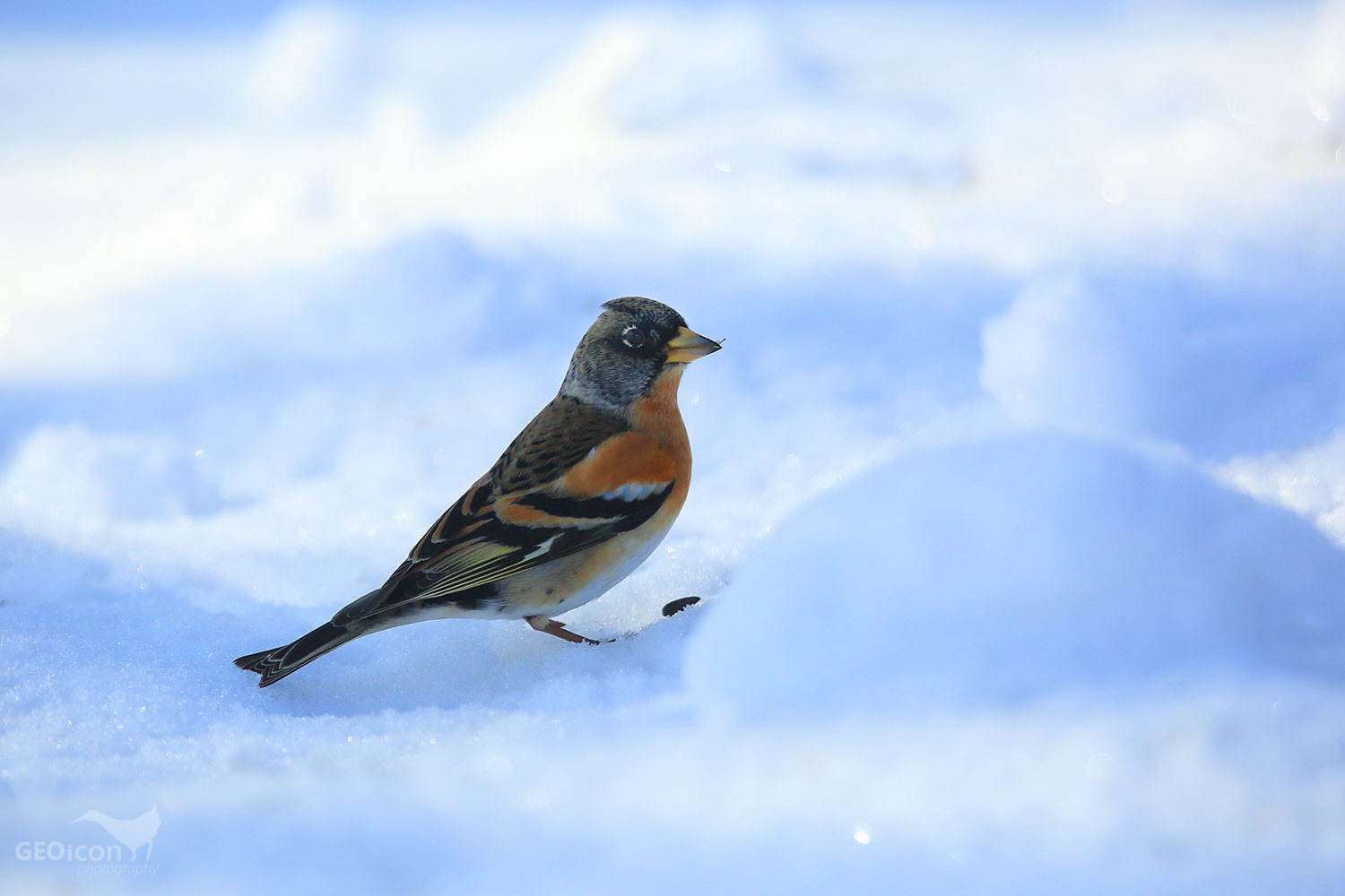 Brambling / pěnkava jíkavec (Fringilla montifringilla)