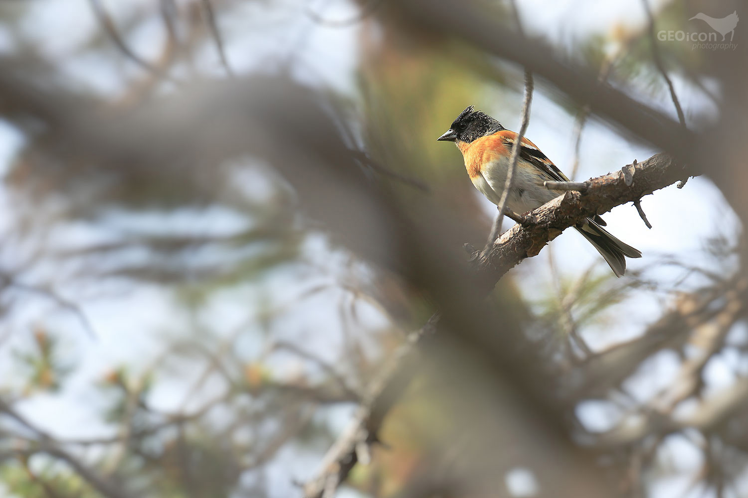 Brambling / pěnkava jíkavec (Fringilla montifringilla)