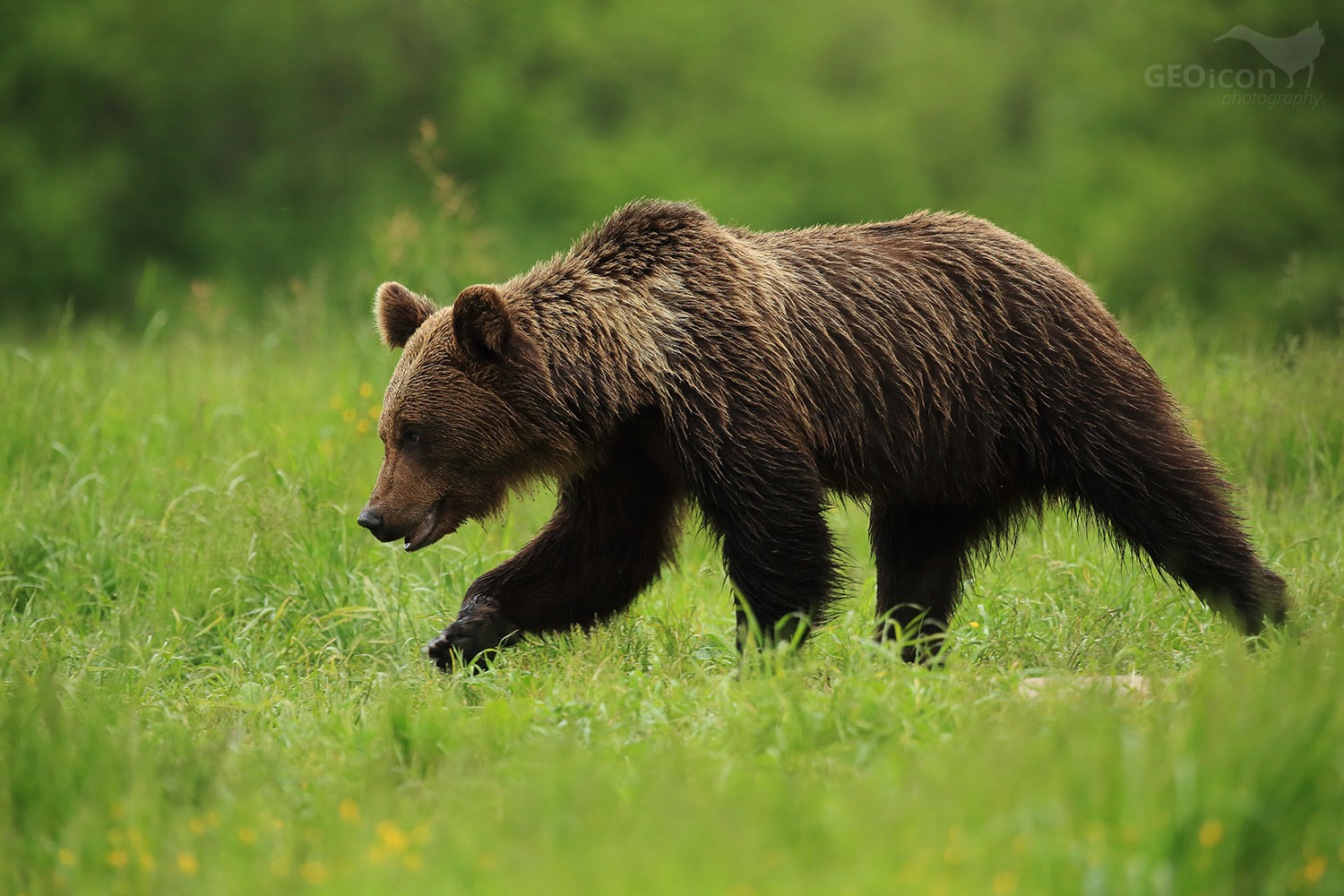 Brown bear / medvěd hnědý (Ursus arctos)