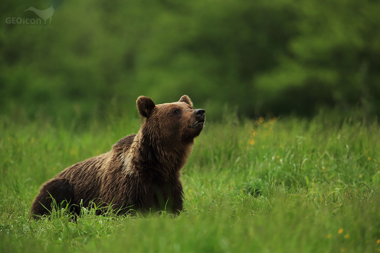 Brown bear / medvěd hnědý (Ursus arctos)