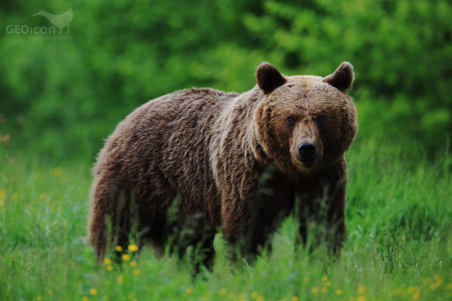 Brown bear / medvěd hnědý (Ursus arctos)