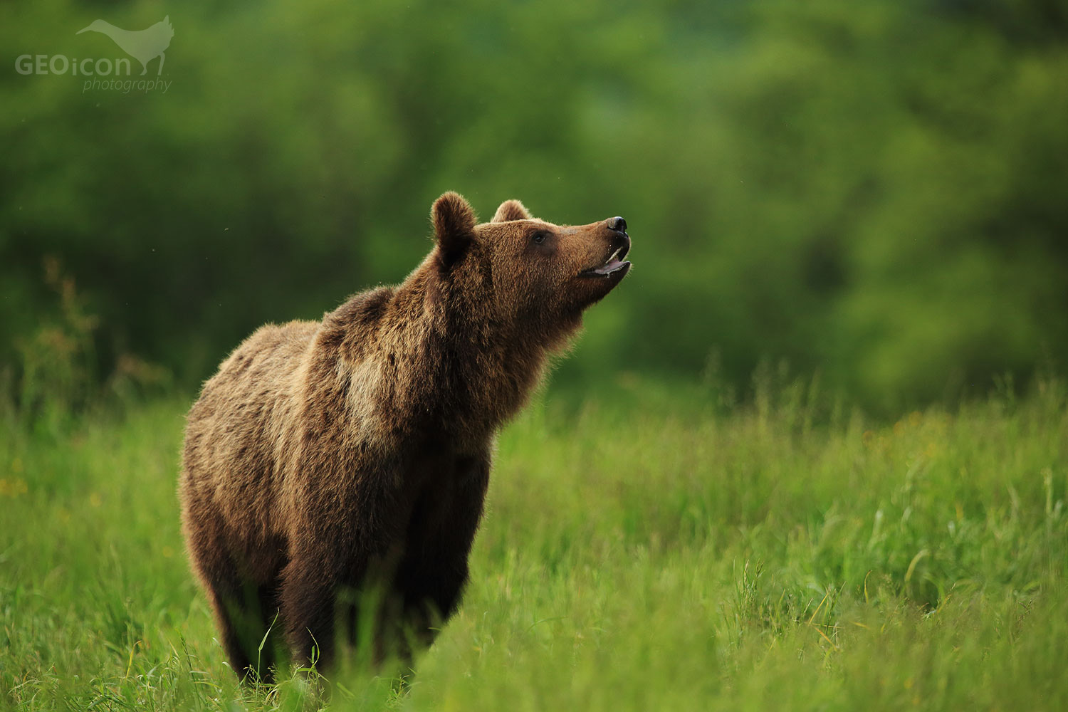 Brown bear / medvěd hnědý (Ursus arctos)