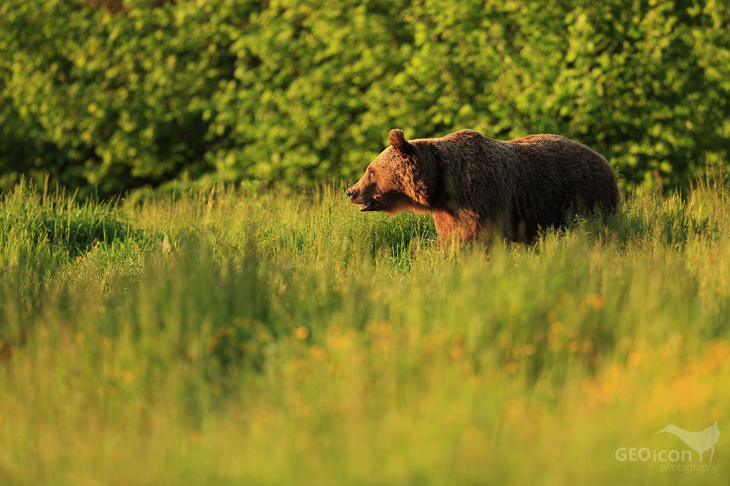 Brown bear / medvěd hnědý (Ursus arctos)