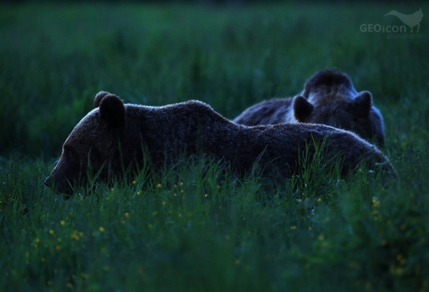 Brown bear / medvěd hnědý (Ursus arctos)