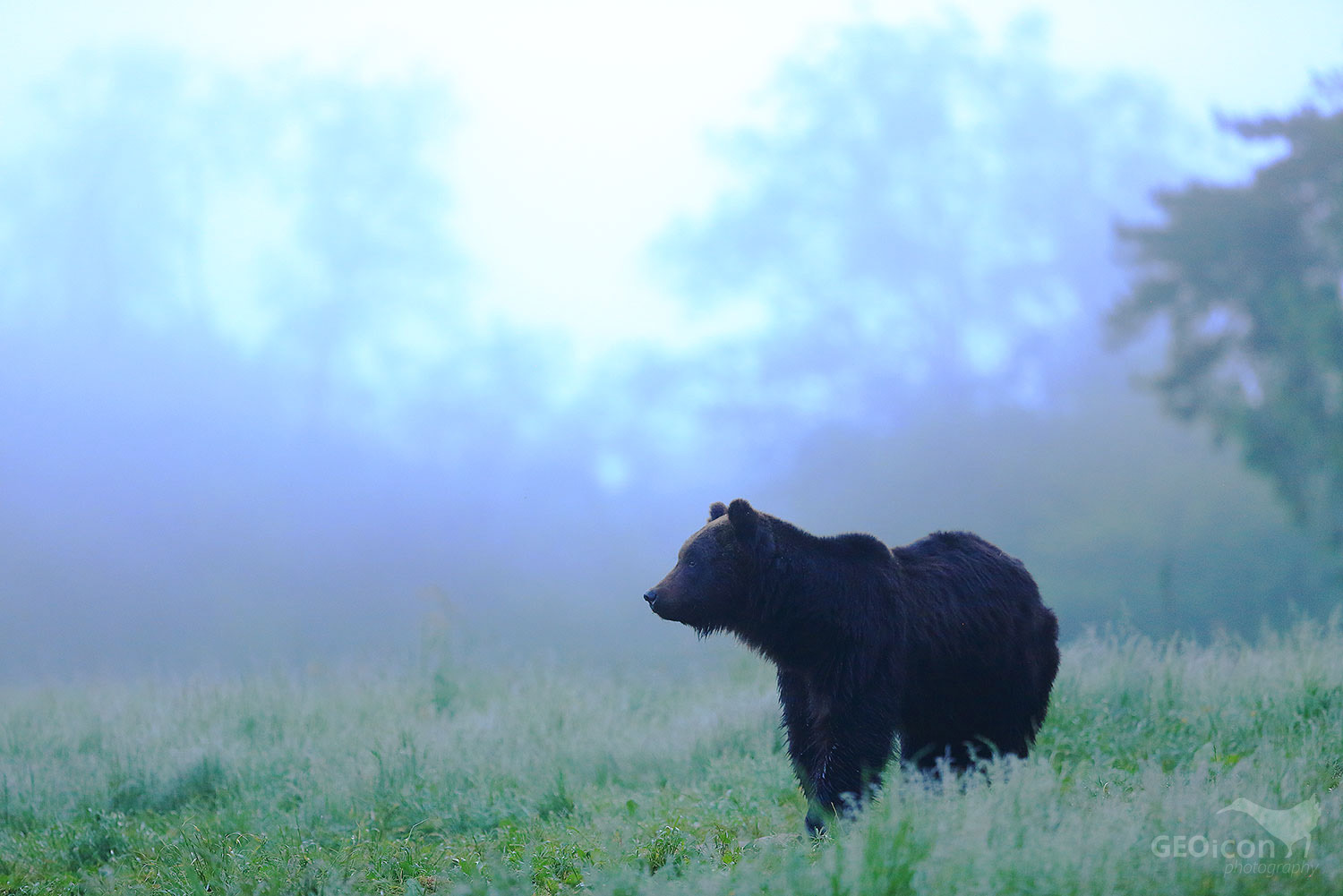 Brown bear / medvěd hnědý (Ursus arctos)