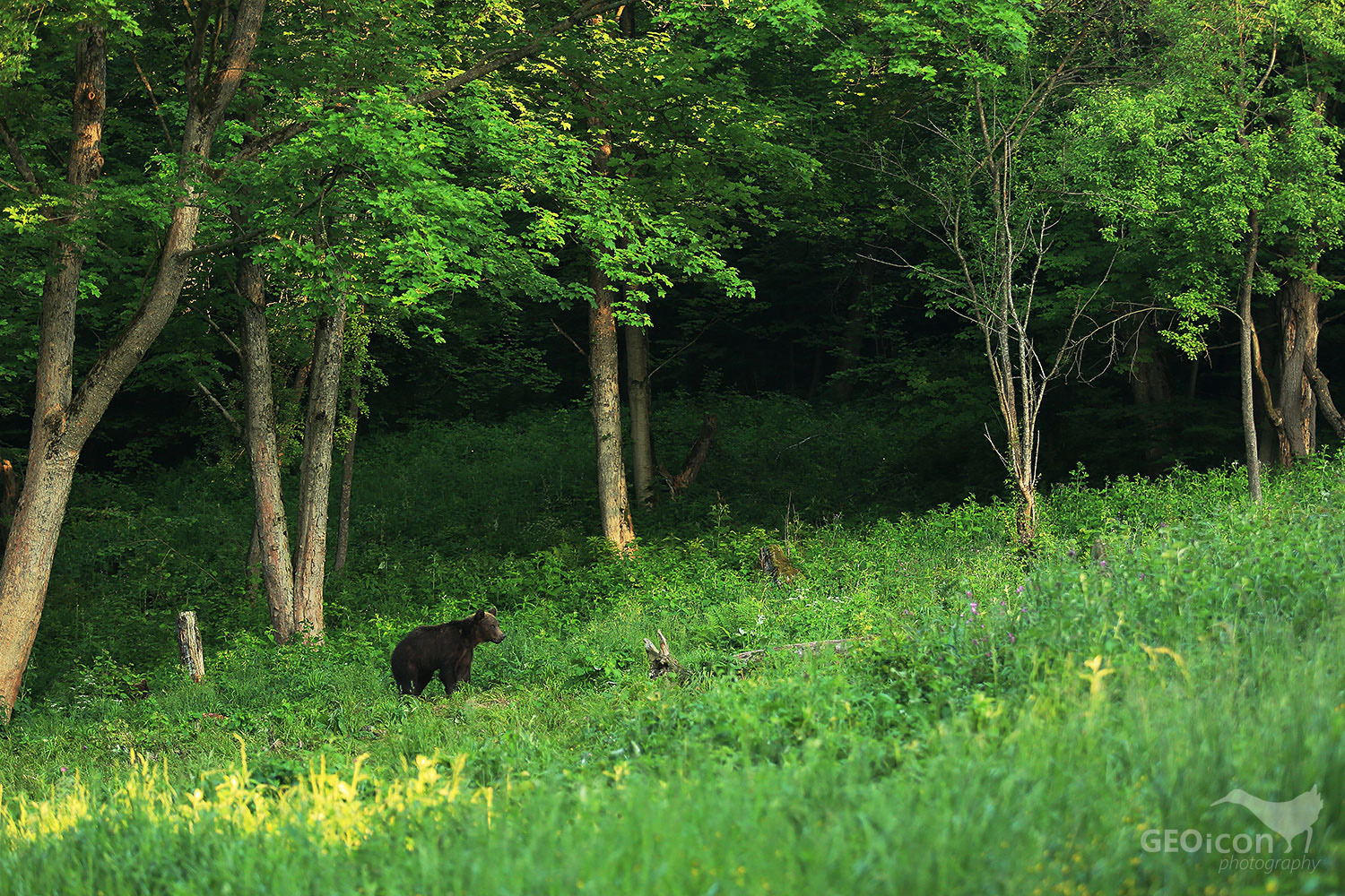Brown bear / medvěd hnědý (Ursus arctos)