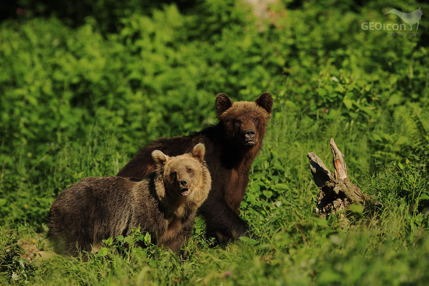 Brown bear / medvěd hnědý (Ursus arctos)